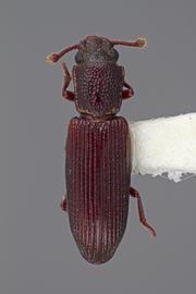  Pycnomerus arizonicus  Stephan, 1989 
