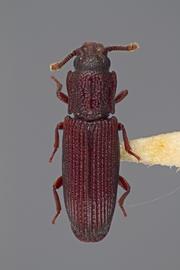  Pycnomerus haematodes  (Fabricius, 1801) 
