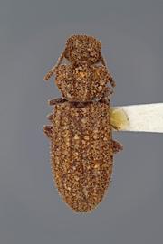  Rhagodera costata  Horn, 1867; encrusted