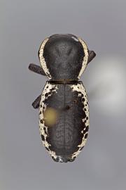  Zopherus championi  Triplehorn, 1972 
