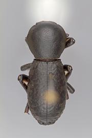  Zopherus championi  Triplehorn, 1972 
