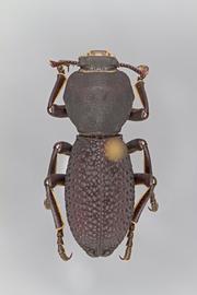  Zopherus elegans  Horn, 1870 
