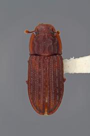  Phloeonemus interruptus  Reitter, 1877 
