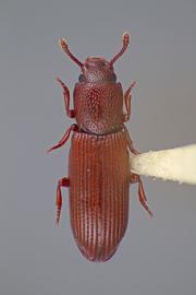  Pycnomerus quercus  Stephan, 1989 
