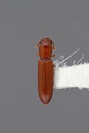  Pycnomerus thrinax  Ivie and Slipinski, 2001 
