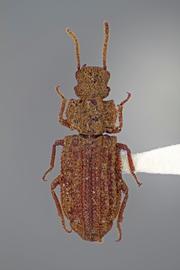  Rhagodera interrupta  Stephan, 1989 
