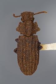  Rhagodera tuberculata  Mannerheim, 1843 
