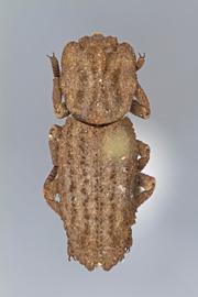  Sesaspis emarginatus  (Horn, 1878); encrusted