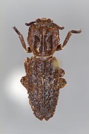  Sesaspis emarginatus  (Horn, 1878) 
