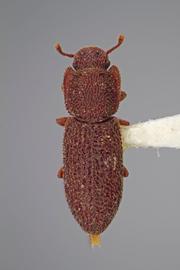  Coxelus longus  (Stephan, 1989)