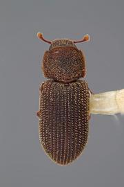  Synchita fuliginosa  Melsheimer, 1846 
