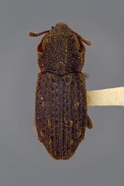  Usechus lacerta  Motschulsky, 1845 
