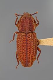  Usechus lacerta  Motschulsky, 1845; red form