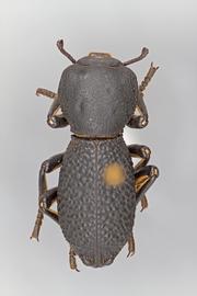  Zopherus concolor  LeConte, 1851 
