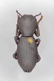  Zopherus granicollis  Horn, 1885 
