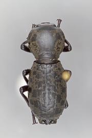  Zopherus nodulosus nodulosus  Solier, 1841 

