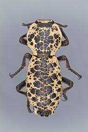  Zopherus nodulosus nodulosus  Solier, 1841 
