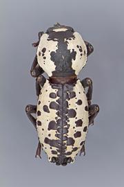  Zopherus nodulosus haldemani  Horn, 1870 
