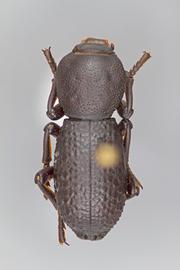  Zopherus tristis  LeConte, 1851 
