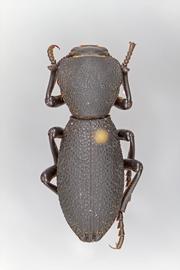  Zopherus uteanus  (Casey, 1907) 
