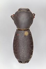  Zopherus xestus  Triplehorn, 1972 
