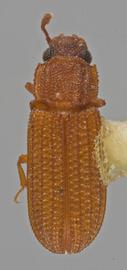  Bitoma granulata  (Blatchley, 1910)
