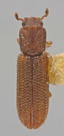  Lasconotus simplex  LeConte, 1866