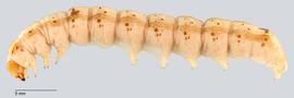 Fig. 1: Late instar larva, lateral view