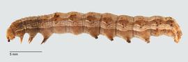 Fig. 3: Late instar larva, lateral view