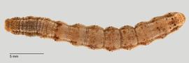 Fig. 4: Late instar larva, dorsal view