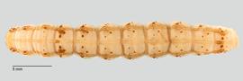 Fig. 2: Late instar larva, dorsal view