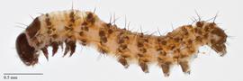 Fig. 8: Early instar larva, lateral view