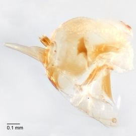 Fig. 15: Hypo. complex