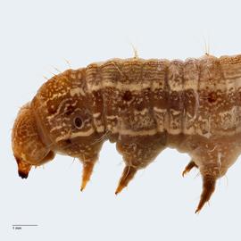 Fig. 11: Head, thorax