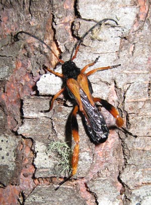 Callisphyris macropus