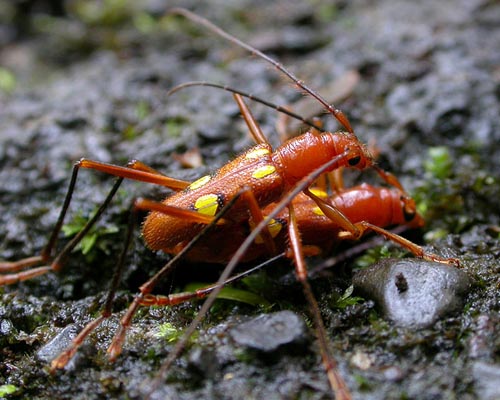 Pronuba incognita