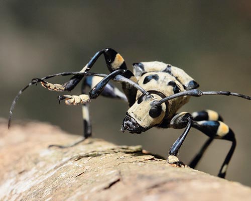 Carneades quadrinodosa