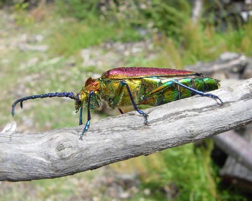 Cheloderus childreni