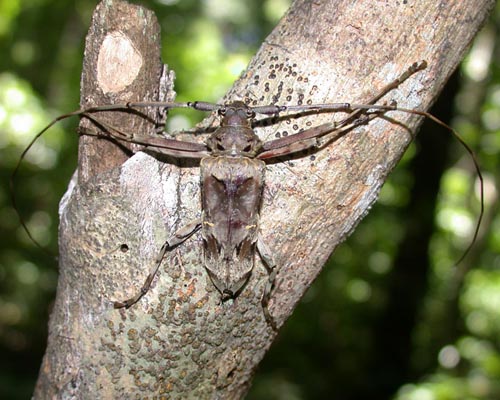 Macropophora lacordairei