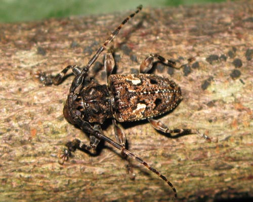 Psapharochrus circumflexus