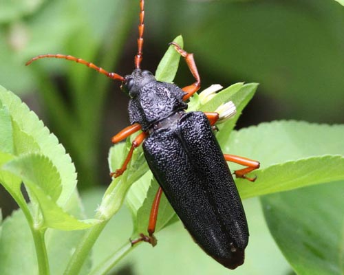 Elateropsis scabrosus