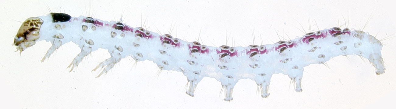   Rhectocraspeda periusalis  larva, recently preserved showing red color. 