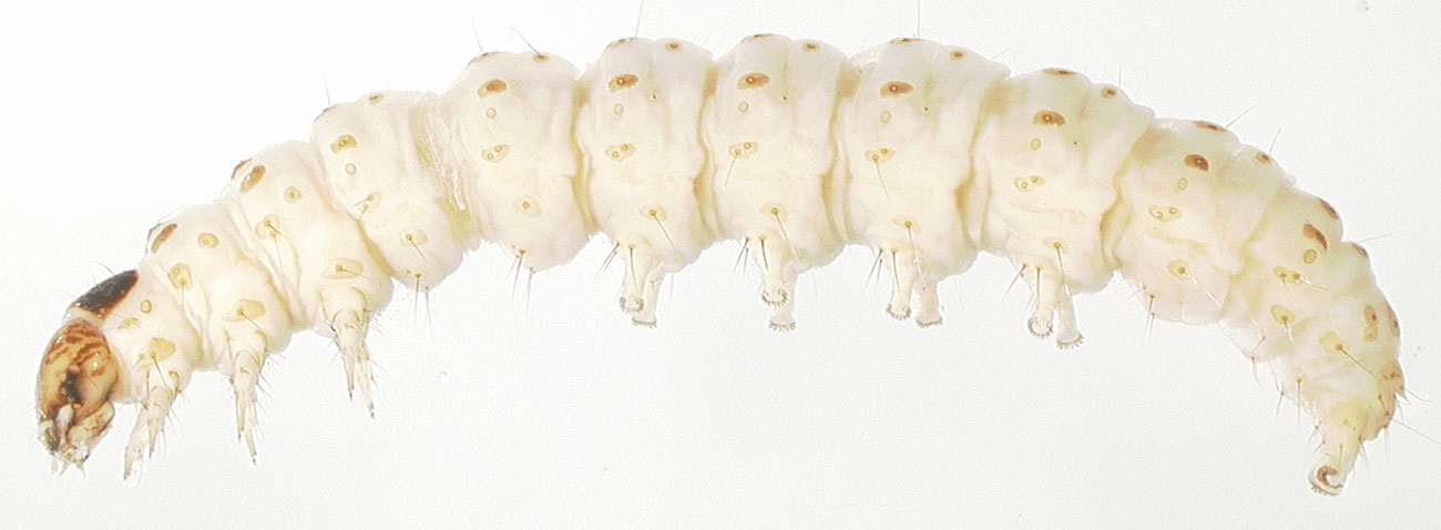   Rhectocraspeda periusalis  larva after long preservation (red color absent). 