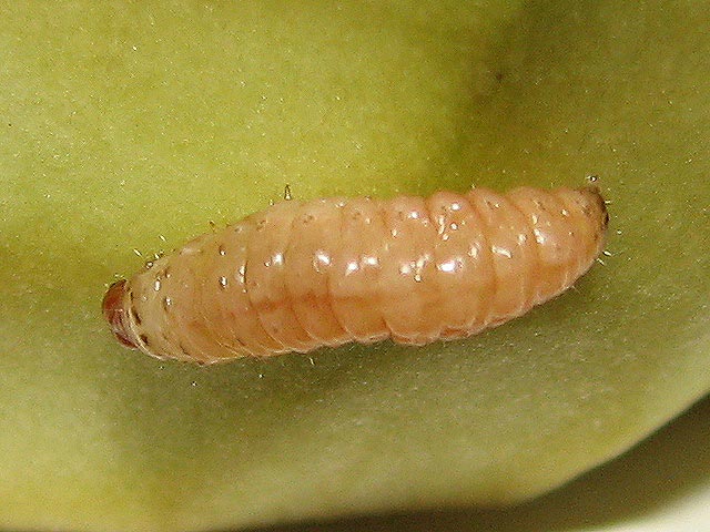   Sceliodes cordalis  live larva. © Roy Goff,  www.africanmoths.com  