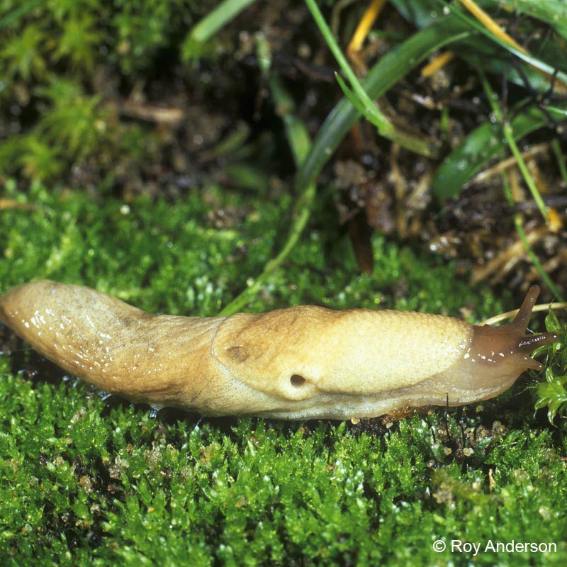 Caruana's slug (Deroceras caruanae / invadens: Agriolimacidae), with their  dart-sacs inflated, in circling courtship UK Stock Photo - Alamy