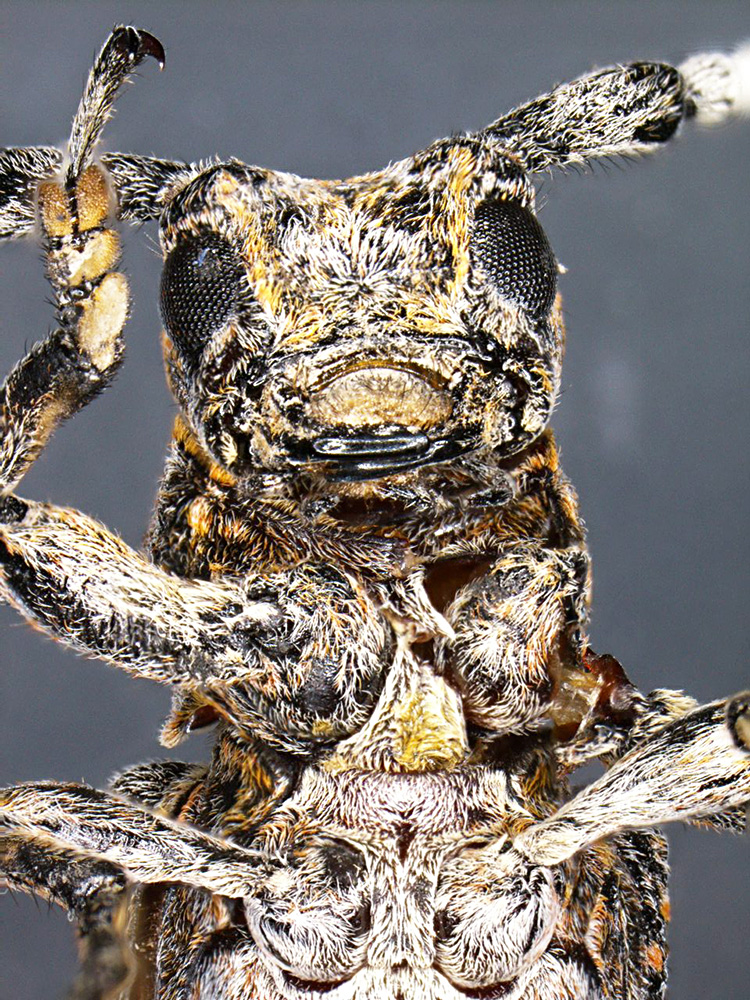 <em>Oncideres rhodosticta</em>, ventral view of head; photo by William Coello-Sanchez