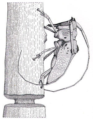 Male <em>Oncideres ulcerosa</em> with girdled branch, from Duffy (1960)