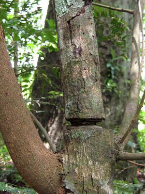 Girdled tree trunk (~8 cm diameter), Bolivia; photo by E.H. Nearns