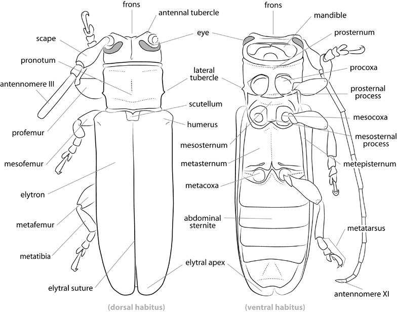 dorsal and ventral habitus