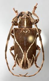  Cicatrodea monima,  female specimen; © E.H. Nearns